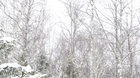 Winter, forest, snow falling, trees in the snow Stock Footage 270538485