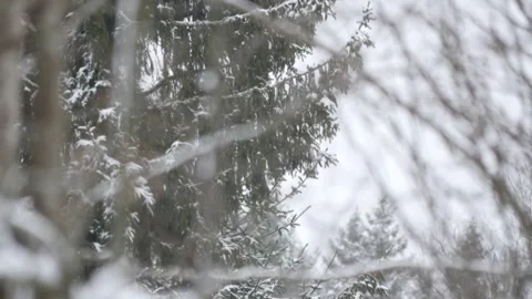 Winter, forest, snow falling, trees in the snow Video stock 270538601