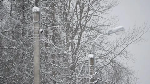 Winter, forest, snow falling, trees in the snow Stock Footage 270538645