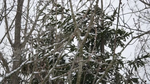 Winter, forest, snow falling, trees in the snow Stock Footage 270538705