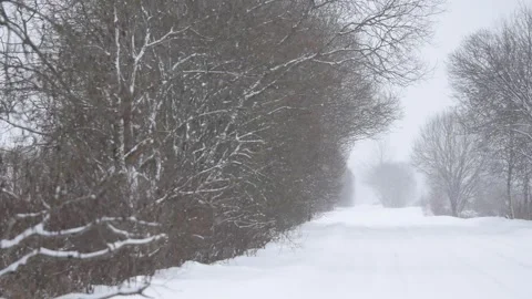 Winter, forest, snow falling, trees in the snow Stock Footage 270538794