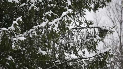 Winter, forest, snow falling, trees in the snow Stock Footage 270538799