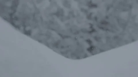 Winter, forest, snow falling, trees in the snow Stock Footage 270538992