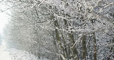 Winter forest with snow falling from trees 스톡 동영상 327418552