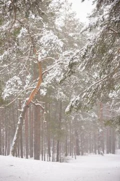 Winter in the forest. Snow falling. Winter and Christmas concept Stock Photos