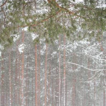 Winter in the forest. Snow falling. Winter and Christmas concept Stock Photos