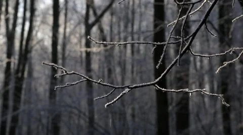 Winter forest, the snow falls, the snow on the branch Stock Footage 46179997
