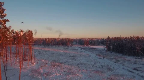 Winter. Forest. Snow. Field Stock Footage