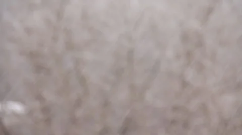 Winter Forest Snow Stock Footage 1001966