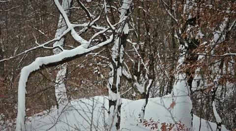 Winter forest snow Stock Footage 21259203