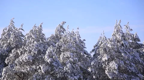 Winter forest with snow Stock Footage 47421023