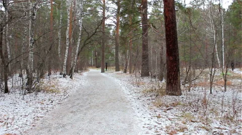 Winter forest in snow Stock Footage 56527490