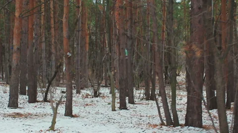 Winter forest in snow Stock Footage 56528381