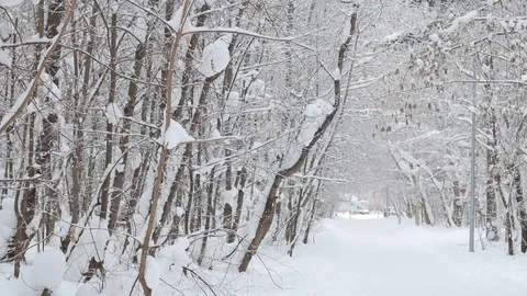 Winter forest in snow 스톡 동영상 71671811
