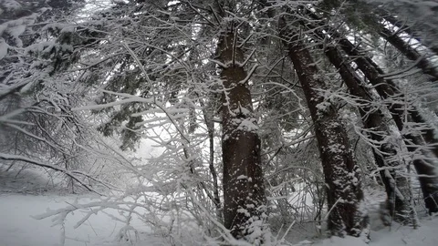 Winter forest in snow. Stock Footage 82361279