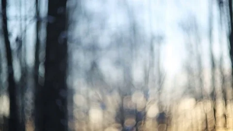 Winter forest in snow Stock Footage 83286383