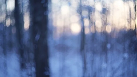 Winter forest in snow Stock Footage 83286392