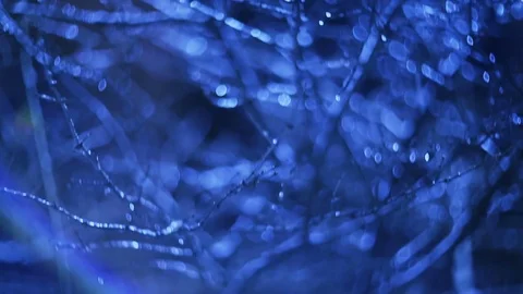 Winter forest in snow Stock Footage 83286410
