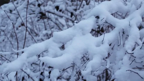 Winter forest in snow Stock Footage 83286424