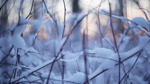 Winter forest in snow Stock Footage 83286440