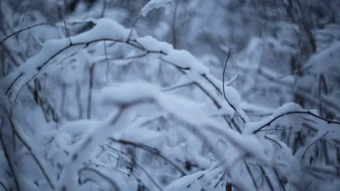 Winter forest in snow Stock Footage 83286445