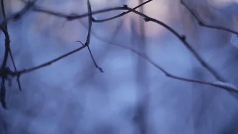 Winter forest in snow Stock Footage 83286459
