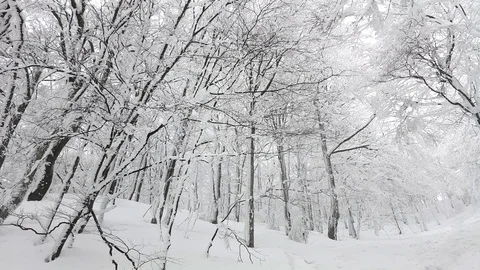 Winter forest in snow 動画素材 87071643