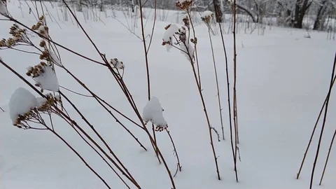 Winter forest in the snow Stock Footage 106346640
