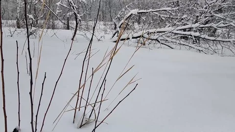 Winter forest in the snow Stock Footage 106346642