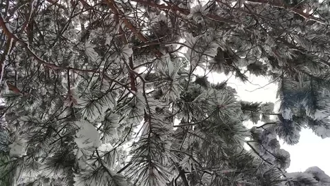 Winter forest in the snow Stock Footage 106346652