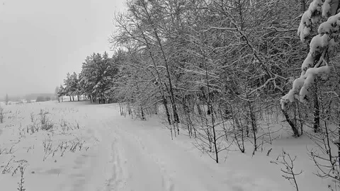 Winter forest in the snow Stock Footage 106346653