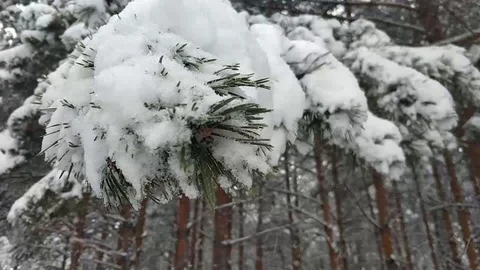 Winter forest in the snow Stock Footage 106346672