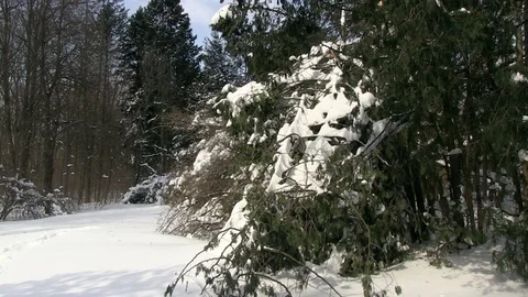 Winter, forest, snow 库存影片 127131223