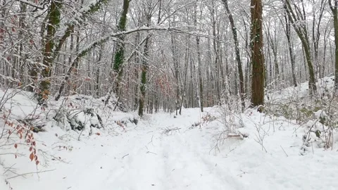 Winter forest in the snow Stock Footage 146339687