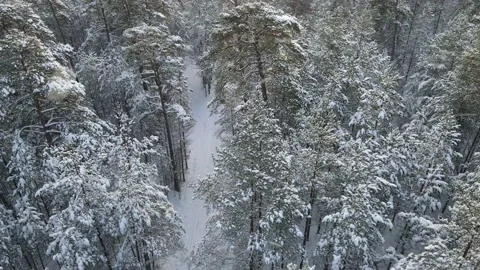 Winter forest with snow Stock Footage 146958378