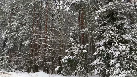Winter forest in the snow. Stock Footage 167958056