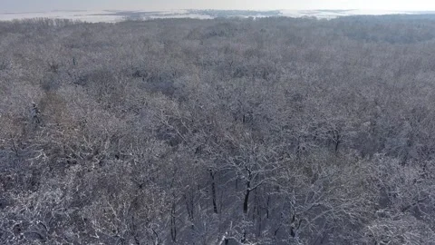 Winter Forest in Snow Vídeo Stock 325083380