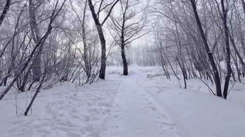 Winter forest in the snow. Frost on the branches on a frosty day. Video stock 230074530