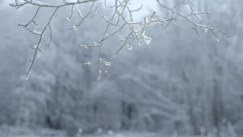 Winter forest snow, frozen tree branch in nature. Stock Footage 133010636