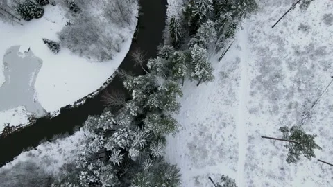 Winter Forest with Snow on the Ground Stock Footage 183513847