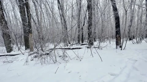 Winter forest in the snow. Moving through snowdrifts among trees. Stock-Footage 229624867