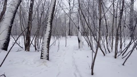 Winter forest in the snow. Moving through snowdrifts among trees. Stock-Footage 230074376