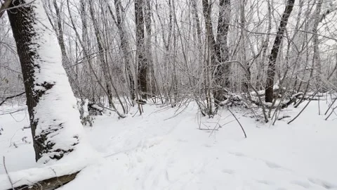 Winter forest in the snow. Moving through snowdrifts among trees. Stock-Footage 230074475