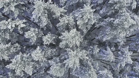 Winter forest snow Norway pine trees landscape drone shooting 4K video Stock Footage 146790324