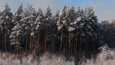 Winter forest snow Norway pine trees landscape drone shooting 4K video Stock Footage 147983197
