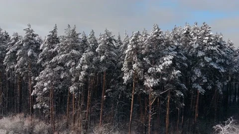 Winter forest snow Norway pine trees landscape drone shooting 4K video Stock Footage 169135944