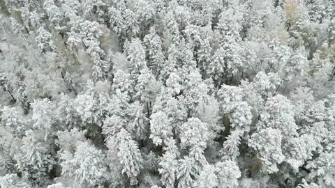 Winter forest snow Norway pine trees landscape drone shooting 4K video Stock Footage 217953233