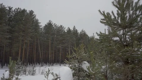 Winter forest in the snow panorama with a small fir tree in the front Stock Footage 104689973