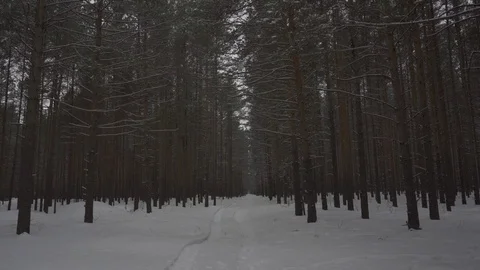 Winter forest in a snow parallax effect Stock Footage 104690572