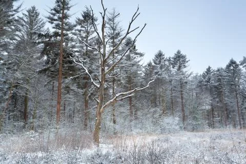 Winter forest in snow Stock Photos